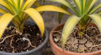 overwatering harms more than underwatering