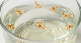 breakdown of laundry enzymes