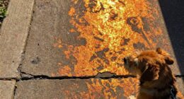 hot pavement endangers pets