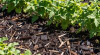optimal mulch layer depth