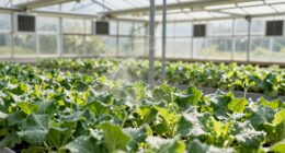 airflow improves greenhouse conditions