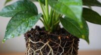 avoid overwatering root zone