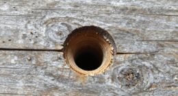 crucial pilot hole detail