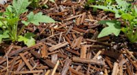 optimal mulch layer thickness