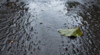 rain timing and distribution