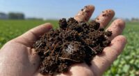 soil texture influences planting