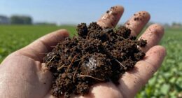 soil texture influences planting