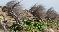 wind affects plant structure