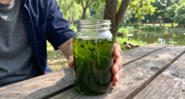 E Pluribus Algae: Why Green Pond Scum Is as American as Red, White and Blue