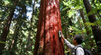 Giant Trees Have No Trouble Pumping Water To Top Branches: New Research