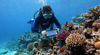 Long Presumed Dead, A Thriving Coral Reef Is Discovered In West Africa