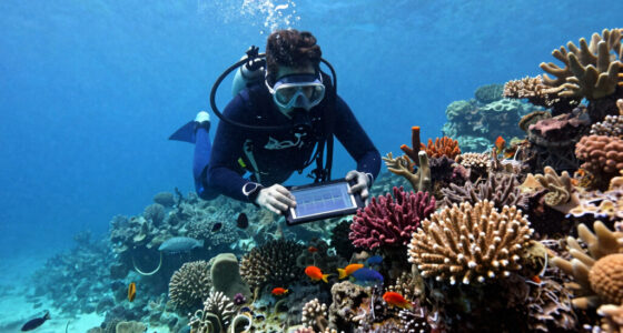 Long Presumed Dead, A Thriving Coral Reef Is Discovered In West Africa