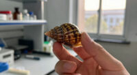 Snails' teeth beats spider silk as nature's strongest material (2015)