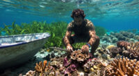 Bomb Fishing Is Wreaking Havoc On Indonesia's Coral Reefs